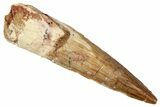 Fossil Spinosaurus Tooth - Real Dinosaur Tooth #357439-1